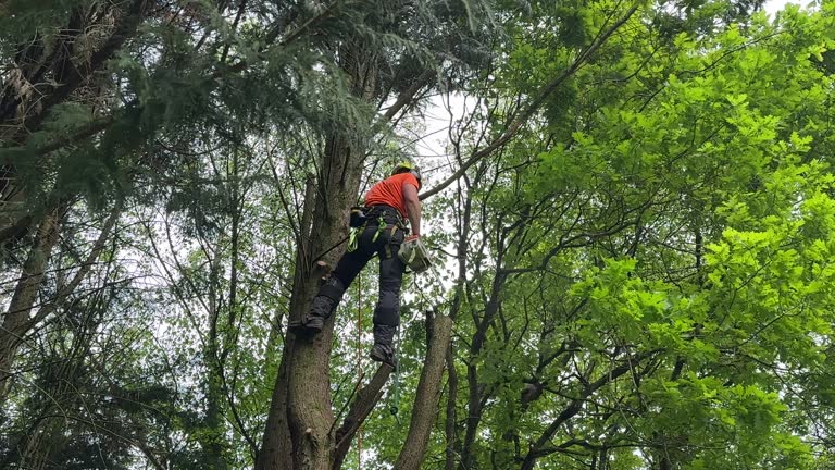 How Our Tree Care Process Works  in  Gambrills, MD