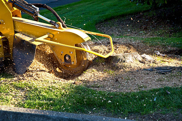 Lawn Renovation and Restoration in Gambrills, MD